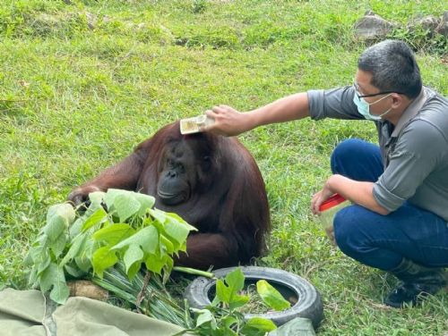 壽山動物園悼念紅毛猩猩咪咪：安詳辭世，保育員深表不捨