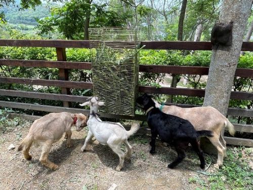 確保動物福利：動物展演活動規範與管理