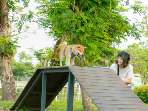 高雄打造寵物天堂：七座專用公園讓毛小孩盡情嬉戲