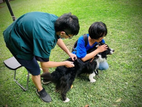 飼主小心！未為犬貓每年注射狂犬病疫苗，最高可罰15萬