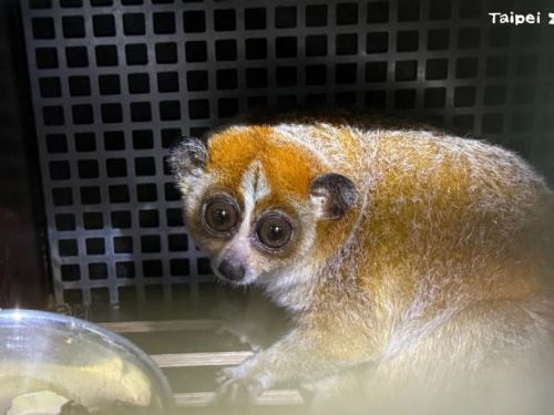 來自捷克Ostrava Zoo瀕危小懶猴「Chö」抵臺北