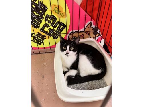 愛心呼籲：汐止區寵物用品店發現棄貓事件，新北市動保處嚴正處理