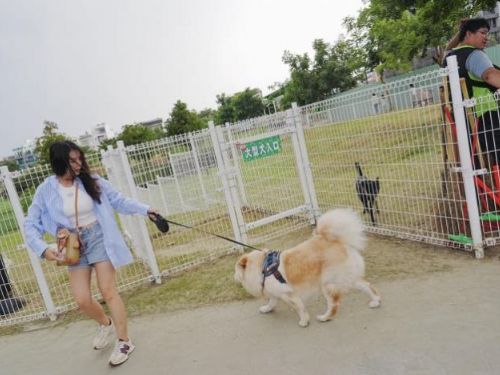 臺南寵物友善公園持續增設，讓毛孩盡情奔跑與玩耍！