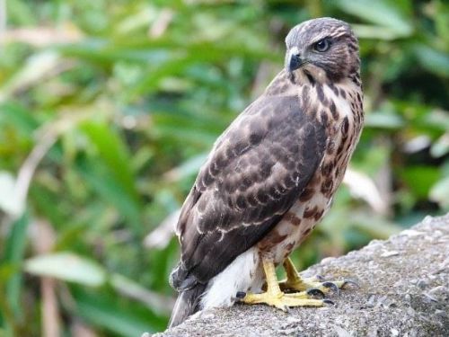 新北市動保處成功救援鳳頭蒼鷹幼鳥，展現社區愛心與專業