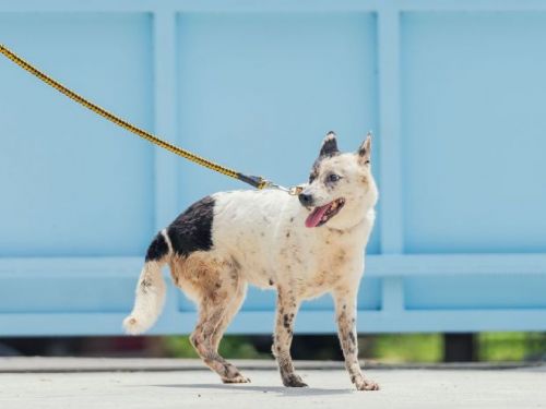 新北市推動「犬貓回春雙響炮計畫」，邀您為熟齡毛寶貝提供一個溫暖的家