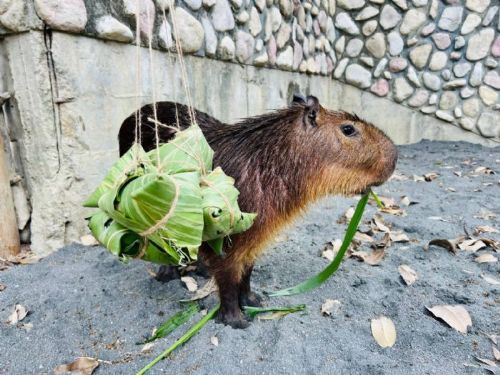 壽山動物園迎端午：創意粽子豐富動物行為