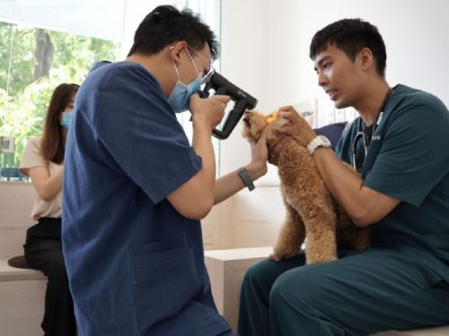 春節連假毛寶貝生病怎麼辦？新北市動物醫療服務24小時不打烊，讓寵物安心過年