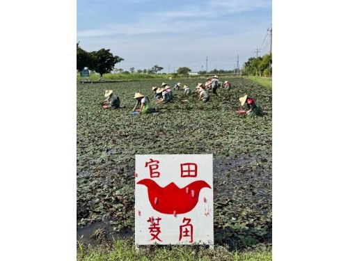 秋風菱香，來官田品嚐鮮甜綿密的紅菱角