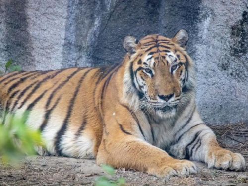 世界老虎日 壽山動物園講「虎」你知