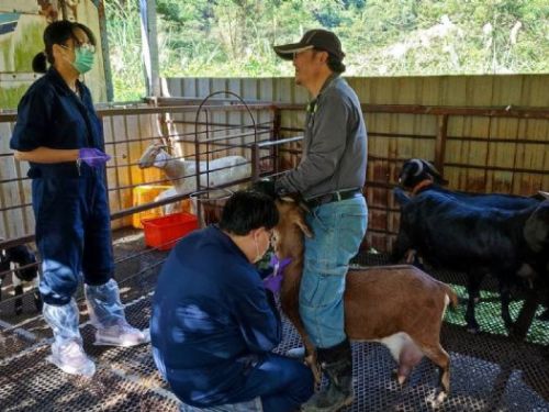 守護健康的守護者：新北市動保處積極防範布氏桿菌病