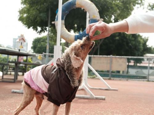 愛心與專業並行，貴賓犬「阿貴」脫離險境找到溫暖新家