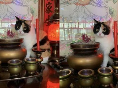 喵孫爬上神桌阿嬤猛盯「寵溺一句話」笑噴家人：誰說不喜歡貓？