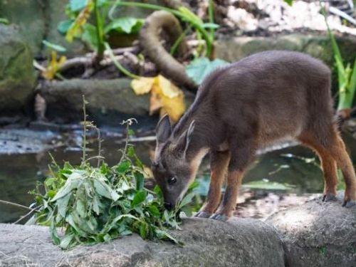 北市動物園引進新成員「皮蛋」解決野山羊親人問題