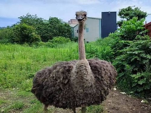 新北市發現賣萌的鴕鳥四處覓食  確認為寵物而非遺棄案例