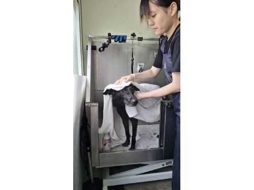 臺北市動物之家攜手學生，提升收容犬隻認養率！