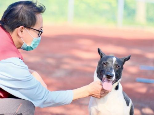 勇敢動保員救援三腳犬阿福，迎來溫馨新家