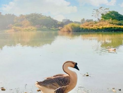 高雄的隱藏綠洲：衛武營都會公園