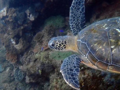 海龜愛上潮境海灣！ 望海巷成為海洋生態「Long Stay」天堂