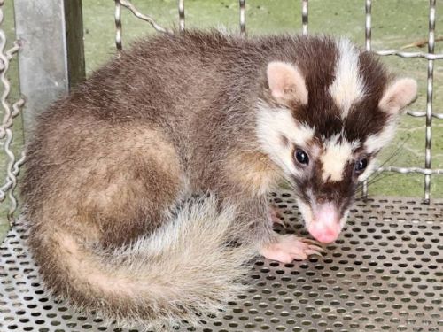 三芝動物之家成功救援鼬獾，農民甘藷獲回自然守護