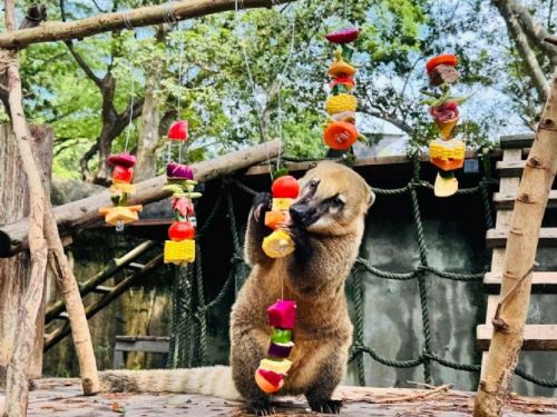 中秋佳節，壽山動物園為動物們舉辦「野營派對」！