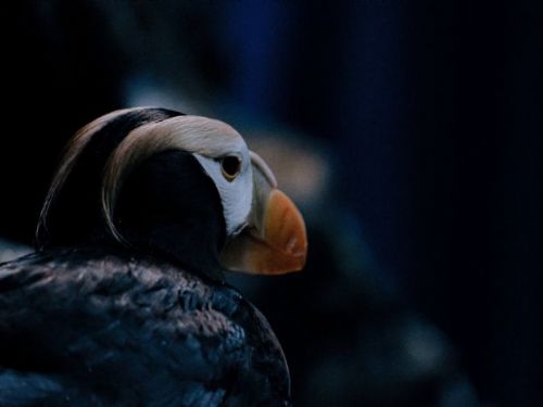 屏東海生館迎接鳳頭海鸚鵡繁殖季，JOJO首次經歷愛的季節