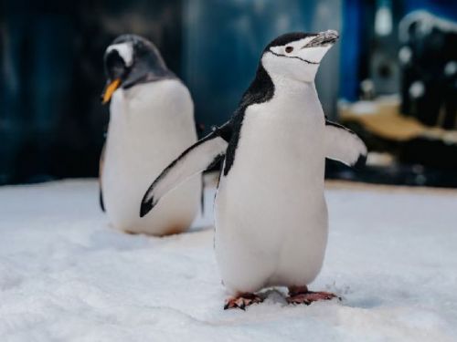 沉浸海洋樂園：國立海洋生物博物館《海寶大冒險》Silent Disco 派對盛大登場