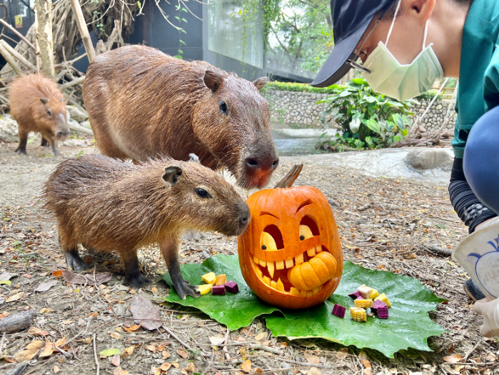 10/28-29「動物變裝派對」變裝免門票  壽山動物園邀您來同樂