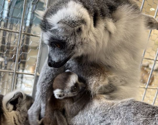 Minatomirai Fureai Zoo 出生的環尾狐猴寶寶