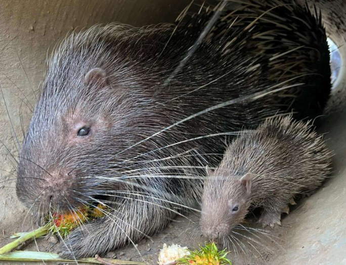 壽山動物園新生冠豪豬「小芋頭」滿月 吃貨萌樣曝光