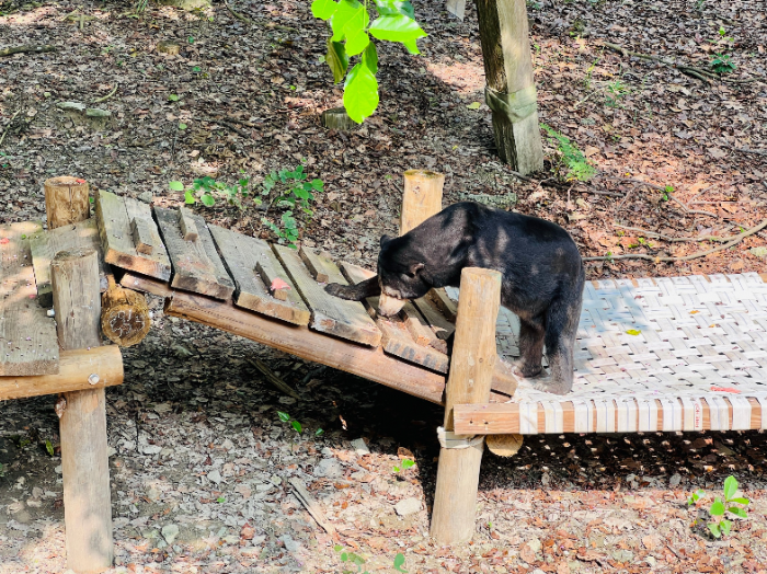 時尚走秀伸展台？ 壽山動物園為高齡馬來熊打造老年舒適生活