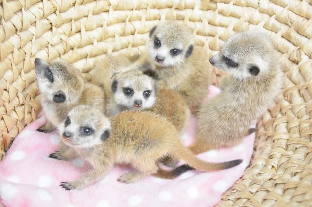 在伊豆仙人掌動物園出生的 6 隻貓鼬寶寶