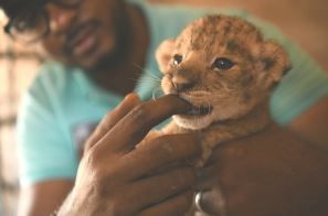 收容所裡的動物也有生命危險 停電、食物短缺、工作人員疏散——蘇丹