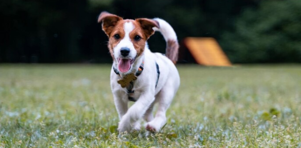 傑克羅素犬使出「忍術大招」守護主人成功「擺脫野熊的追擊」？